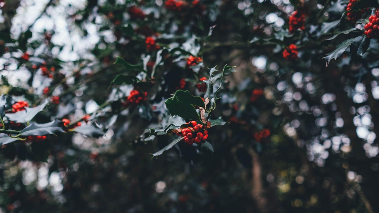 Kerstwandeling